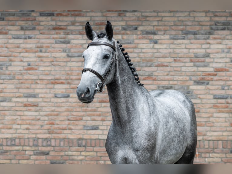 AES Merrie 4 Jaar 165 cm Zwart in Waddinxveen