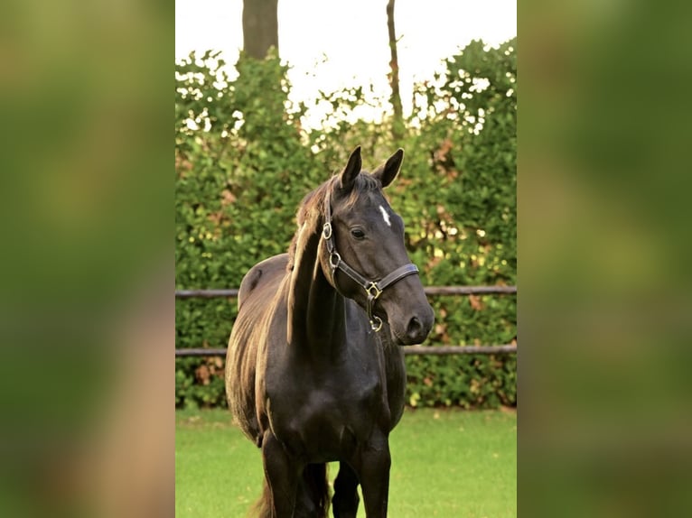 AES Merrie 4 Jaar 165 cm Zwartbruin in Mysłowice