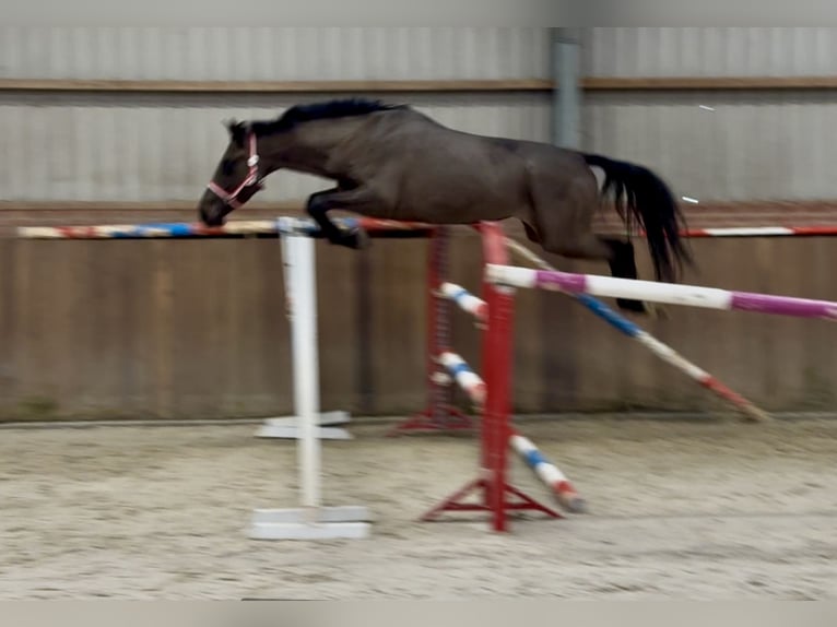 AES Merrie 4 Jaar 168 cm Zwartbruin in Zieuwent