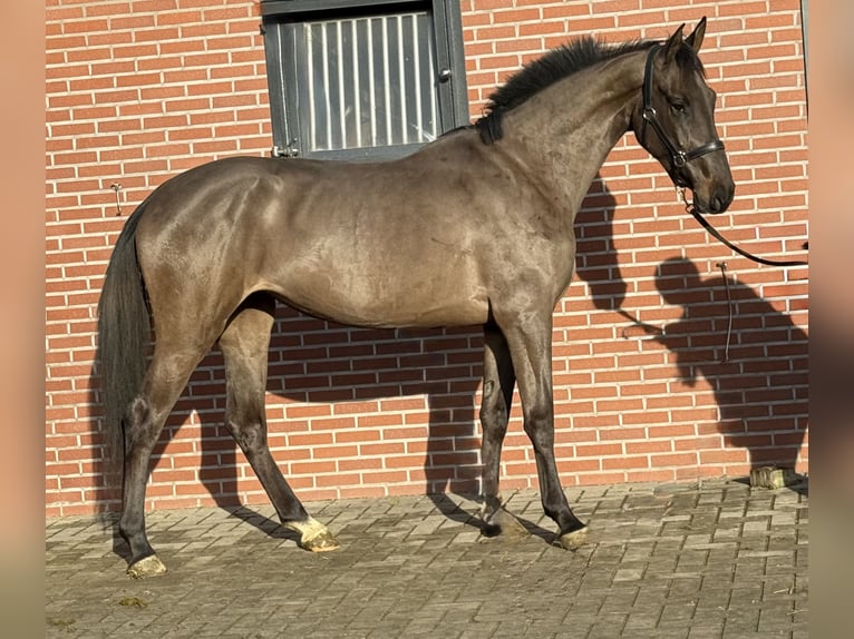 AES Merrie 4 Jaar 168 cm Zwartbruin in Zieuwent