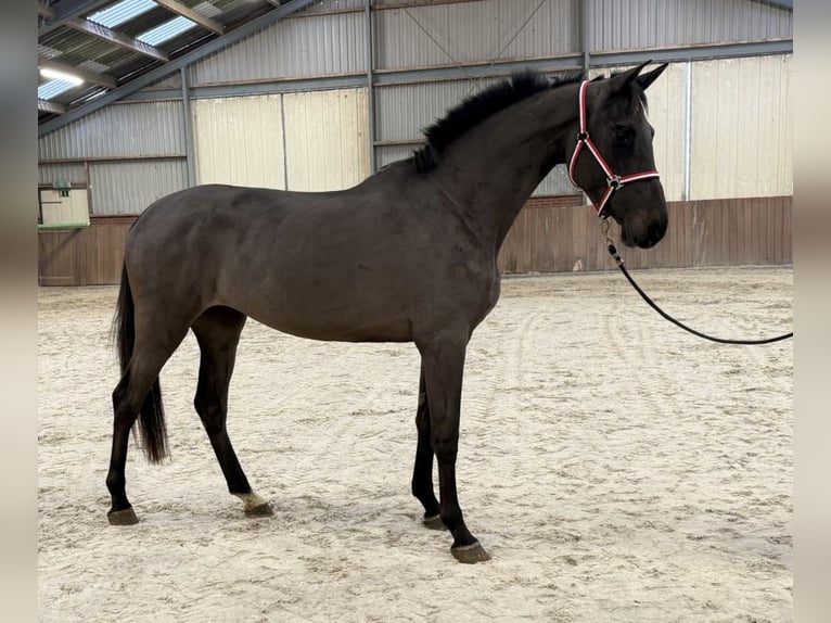 AES Merrie 4 Jaar 169 cm Zwartbruin in Zieuwent