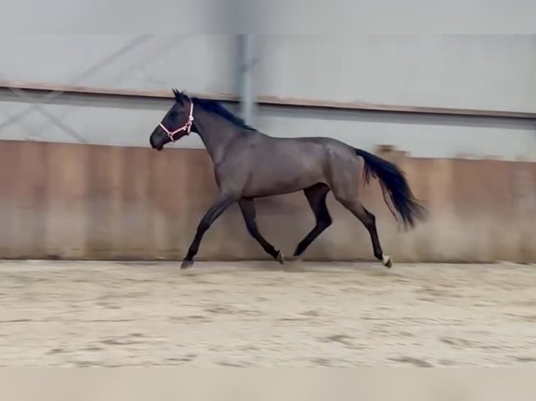 AES Merrie 4 Jaar 169 cm Zwartbruin in Zieuwent