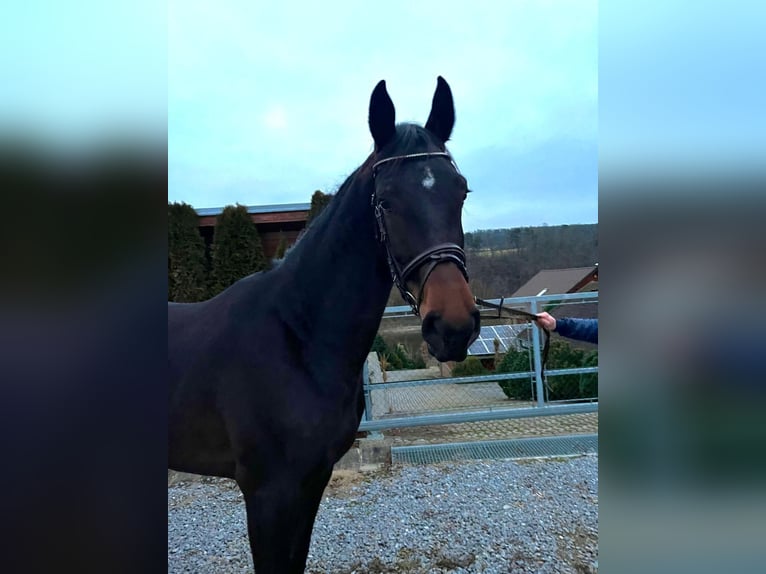 AES Merrie 4 Jaar 170 cm Donkerbruin in Regau