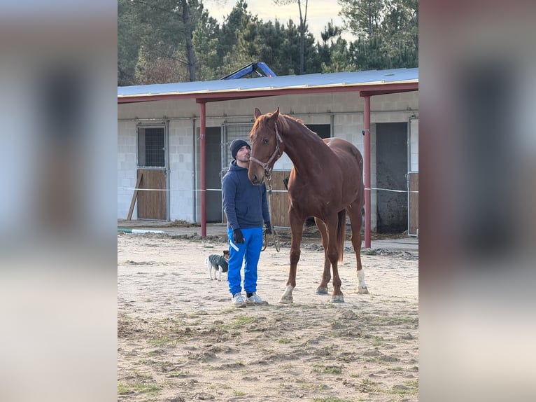 AES Merrie 4 Jaar 170 cm Donkere-vos in Cañiza, A (Casco Urbano)