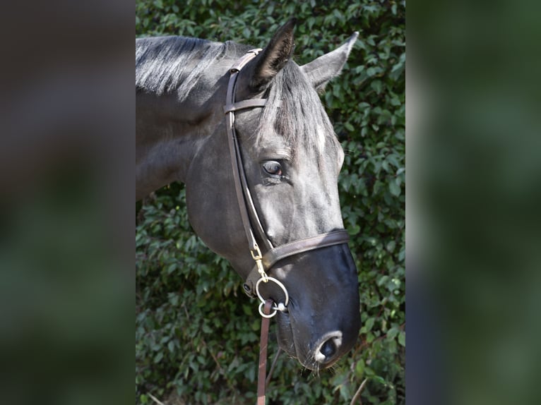 AES Merrie 4 Jaar 172 cm Zwart in Geilenkirchen
