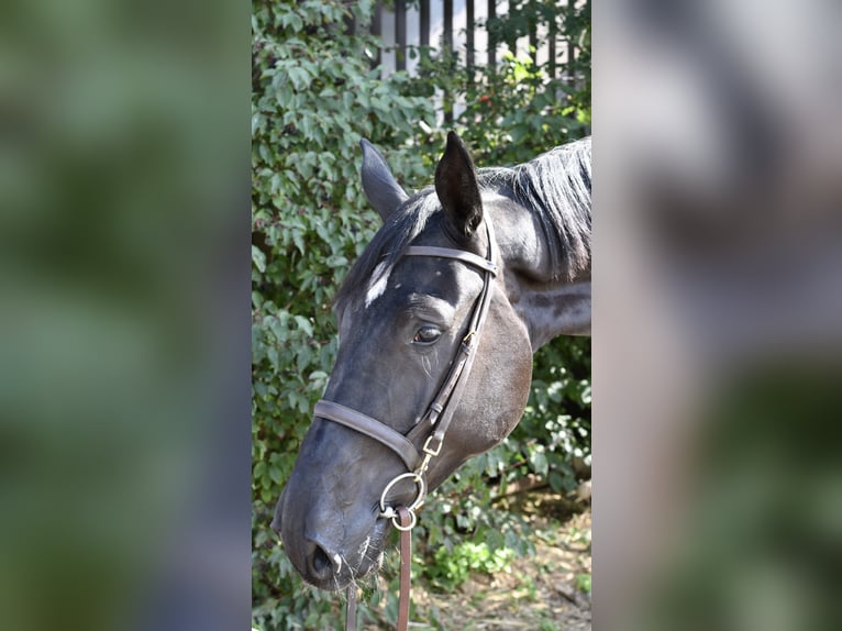 AES Merrie 4 Jaar 172 cm Zwart in Geilenkirchen