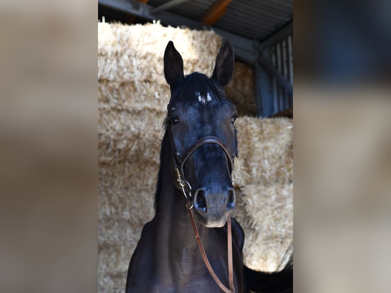 AES Merrie 4 Jaar 172 cm Zwart in Geilenkirchen
