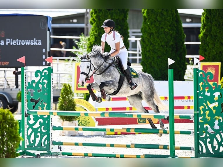 AES Merrie 5 Jaar 154 cm Schimmel in Bystrzek
