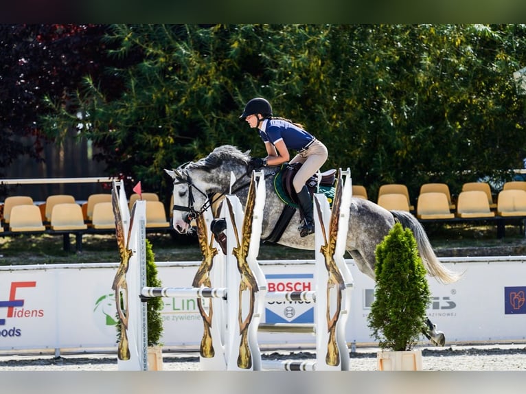 AES Merrie 5 Jaar 154 cm Schimmel in Bystrzek