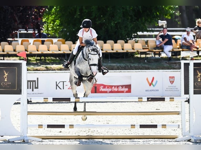 AES Merrie 5 Jaar 154 cm Schimmel in Bystrzek