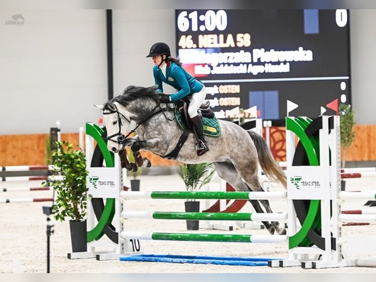 AES Merrie 5 Jaar 154 cm Schimmel in Bystrzek