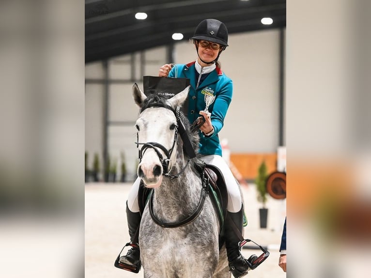 AES Merrie 5 Jaar 154 cm Schimmel in Bystrzek