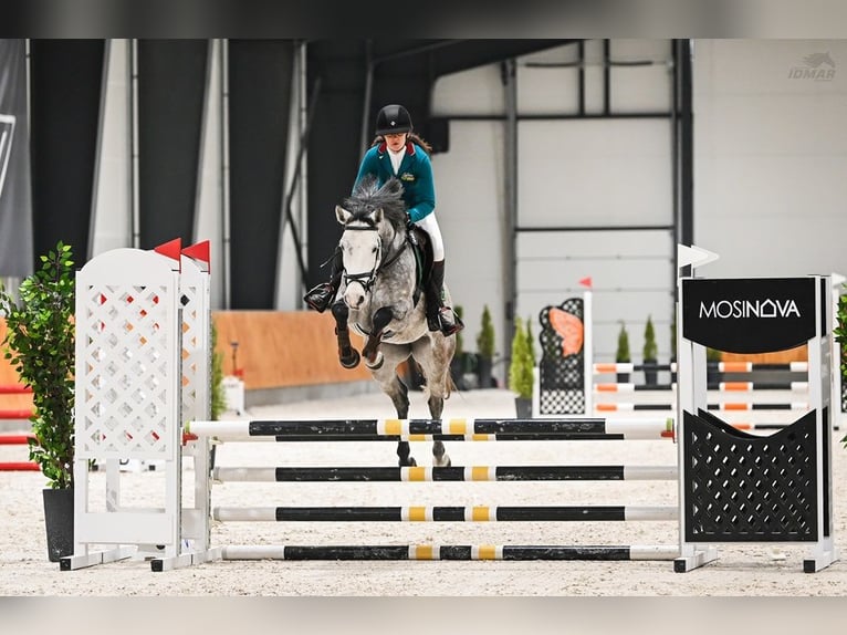AES Merrie 5 Jaar 154 cm Schimmel in Bystrzek