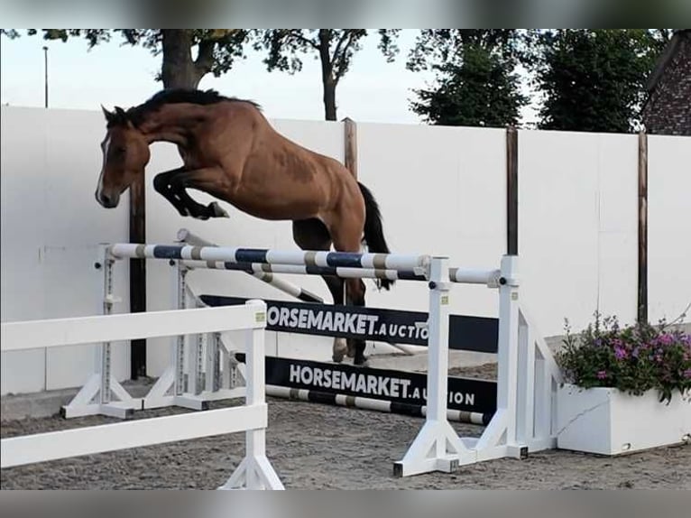 AES Merrie 5 Jaar 158 cm Bruin in Waddinxveen