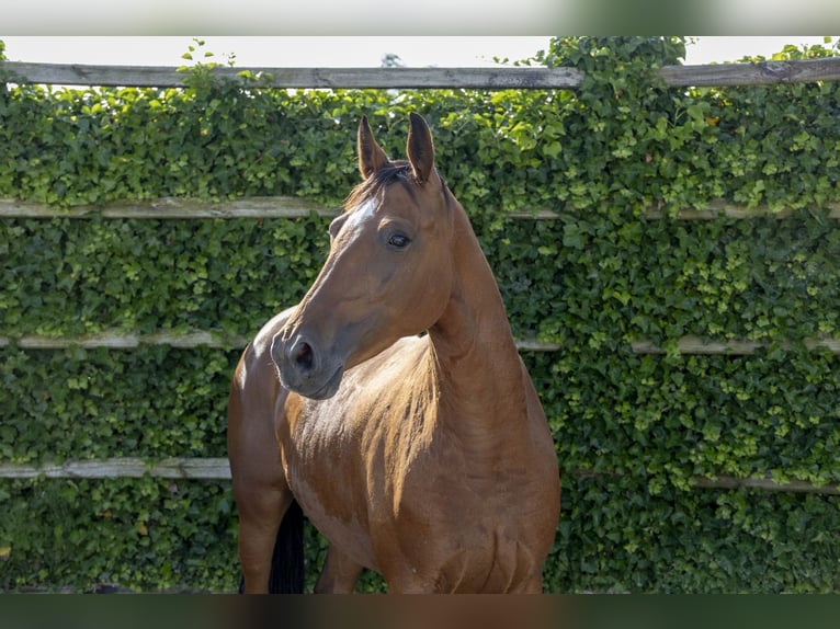 AES Merrie 5 Jaar 159 cm Bruin in Waddinxveen