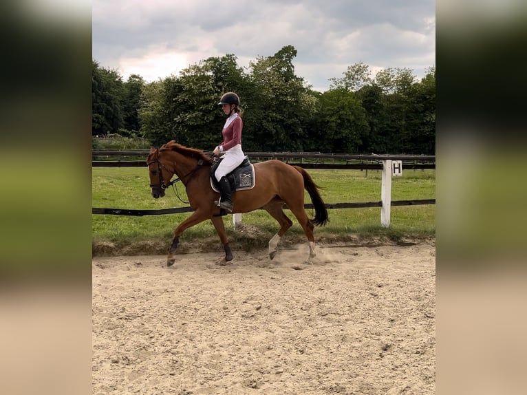 AES Merrie 5 Jaar 160 cm Vos in Hamm