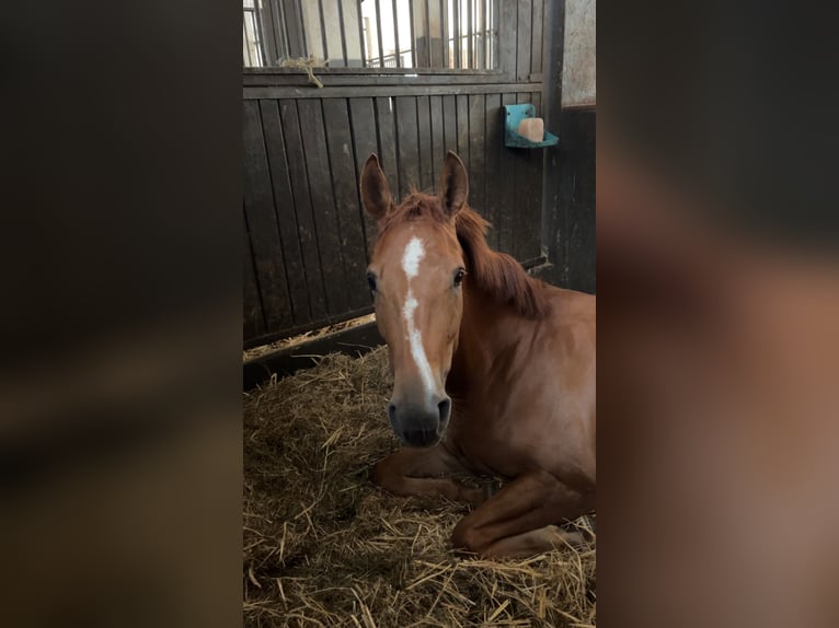 AES Merrie 5 Jaar 160 cm Vos in Hamm
