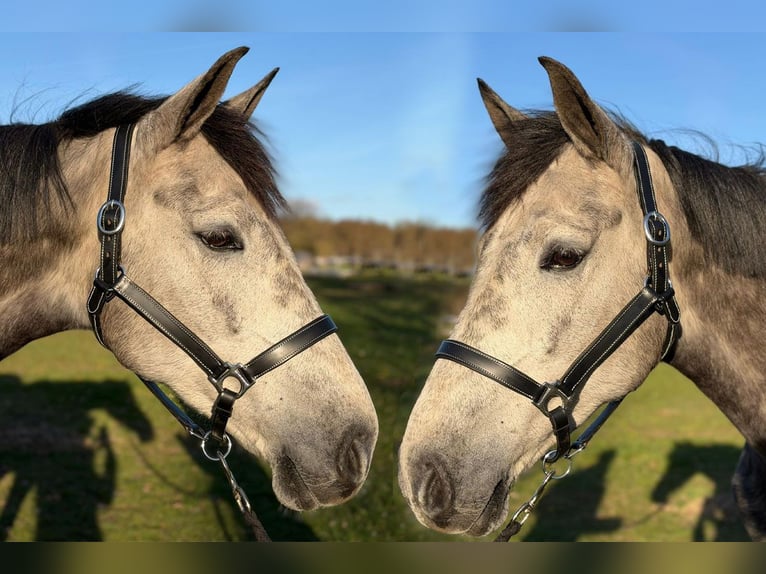 AES Merrie 5 Jaar 164 cm Zwartschimmel in Sottrum