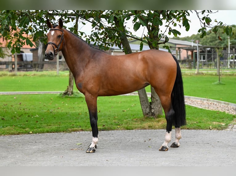 AES Merrie 5 Jaar 165 cm Bruin in GROTE-BROGEL