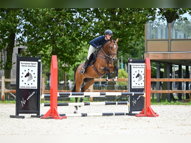 AES Merrie 5 Jaar 165 cm Bruin in GROTE-BROGEL