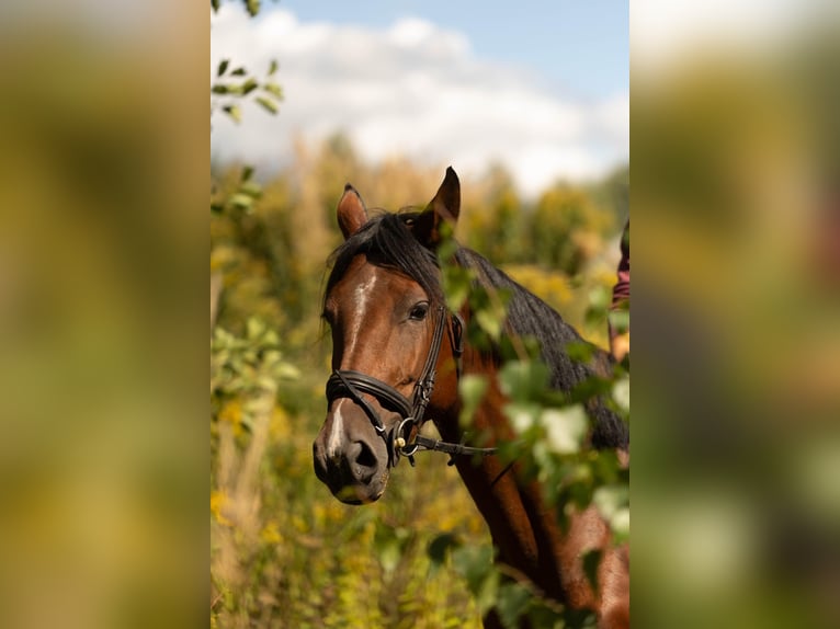 AES Merrie 5 Jaar 165 cm Bruin in Okoly
