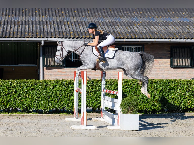 AES Merrie 5 Jaar 166 cm Schimmel in Waddinxveen