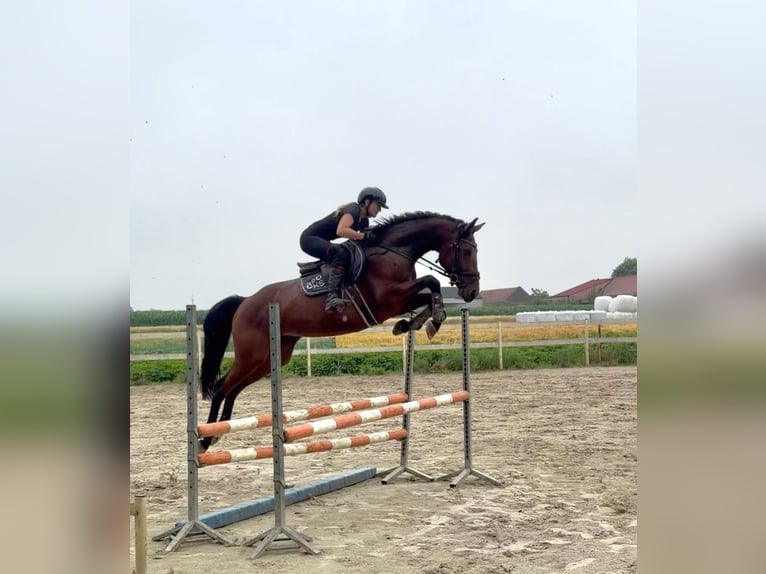 AES Merrie 5 Jaar 168 cm Bruin in Kobylniki