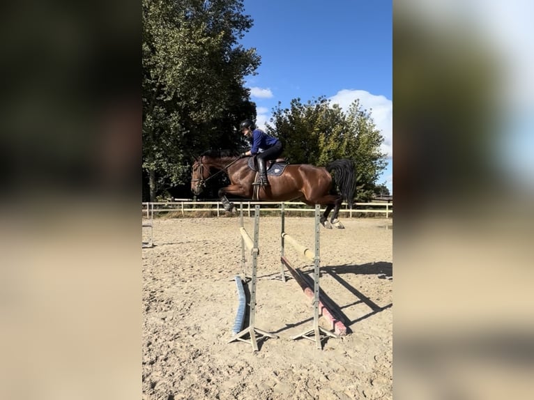 AES Merrie 5 Jaar 168 cm Bruin in Kobylniki