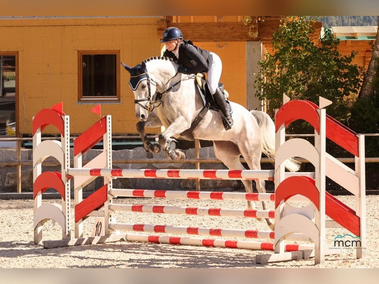 AES Merrie 5 Jaar 168 cm Schimmel in Loiching