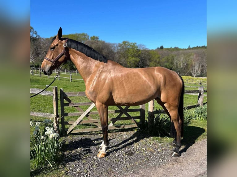 AES Merrie 5 Jaar 169 cm Bruin in GROTE-BROGEL