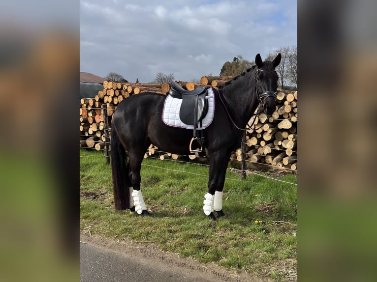 AES Merrie 5 Jaar 169 cm Zwartbruin in Erkelenz