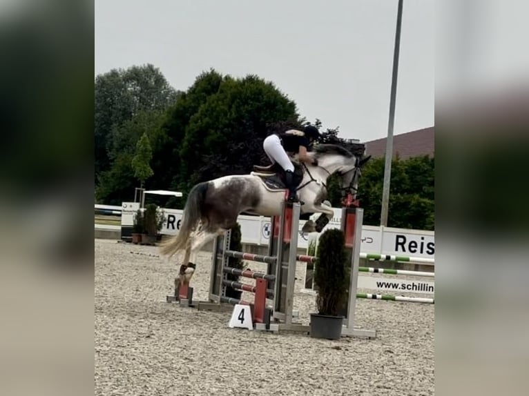 AES Merrie 5 Jaar 172 cm Gevlekt-paard in Altusried