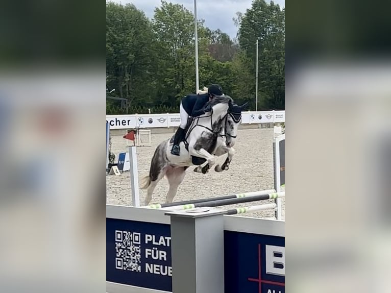 AES Merrie 5 Jaar 172 cm Gevlekt-paard in Altusried