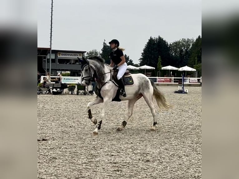 AES Merrie 5 Jaar 172 cm Gevlekt-paard in Altusried