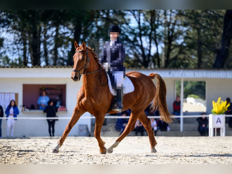 AES Merrie 5 Jaar 175 cm Vos in Ourense