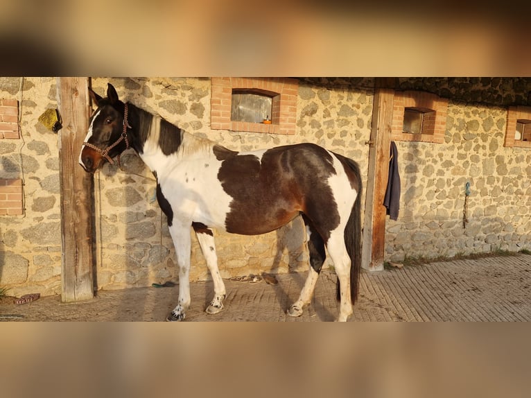 AES Merrie 6 Jaar 157 cm Gevlekt-paard in Saint-frejoux