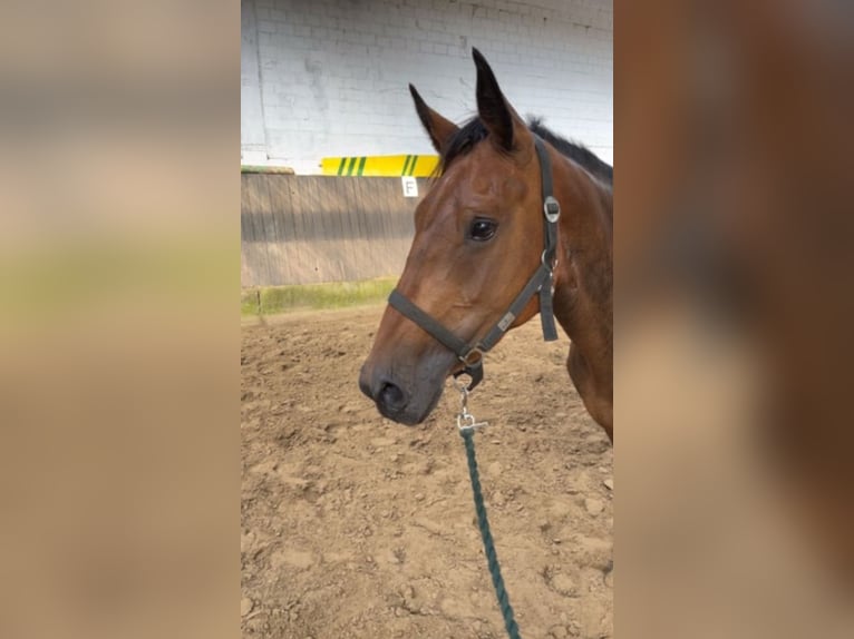 AES Merrie 6 Jaar 158 cm Bruin in Hamm