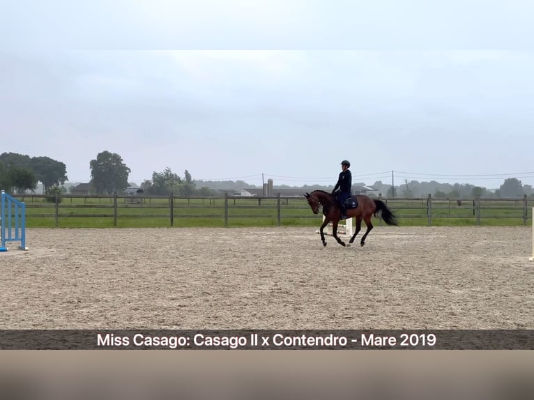 AES Merrie 6 Jaar 158 cm Bruin in GROTE-BROGEL