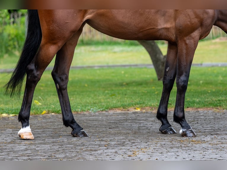AES Merrie 6 Jaar 158 cm Bruin in GROTE-BROGEL