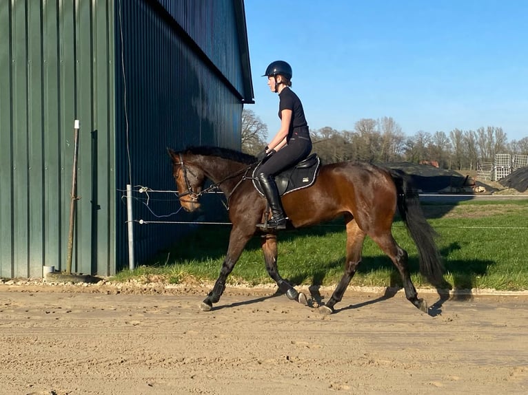 AES Merrie 6 Jaar 160 cm Donkerbruin in Denekamp