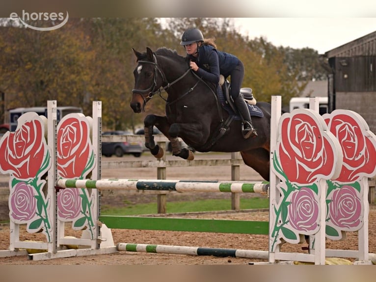 AES Merrie 6 Jaar 160 cm Roodbruin in grantham