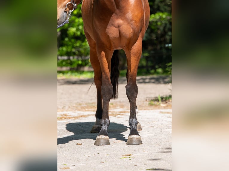 AES Merrie 6 Jaar 163 cm Bruin in Grote-Brogel