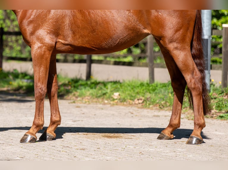 AES Merrie 6 Jaar 165 cm Vos in Grote-Brogel