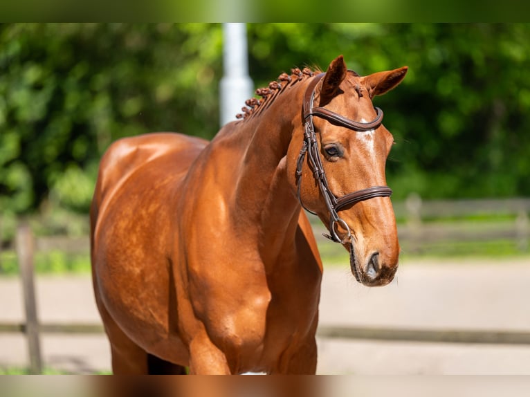 AES Merrie 6 Jaar 165 cm Vos in Grote-Brogel