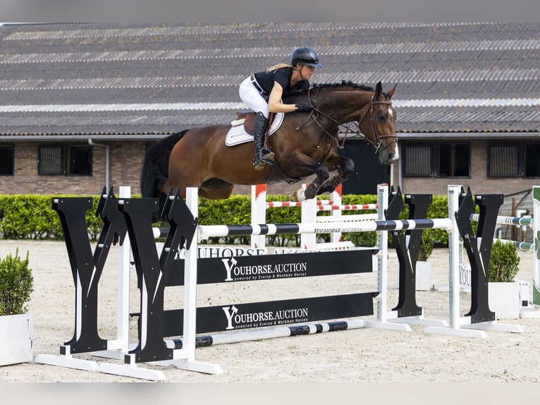 AES Merrie 6 Jaar 167 cm Bruin in Waddinxveen