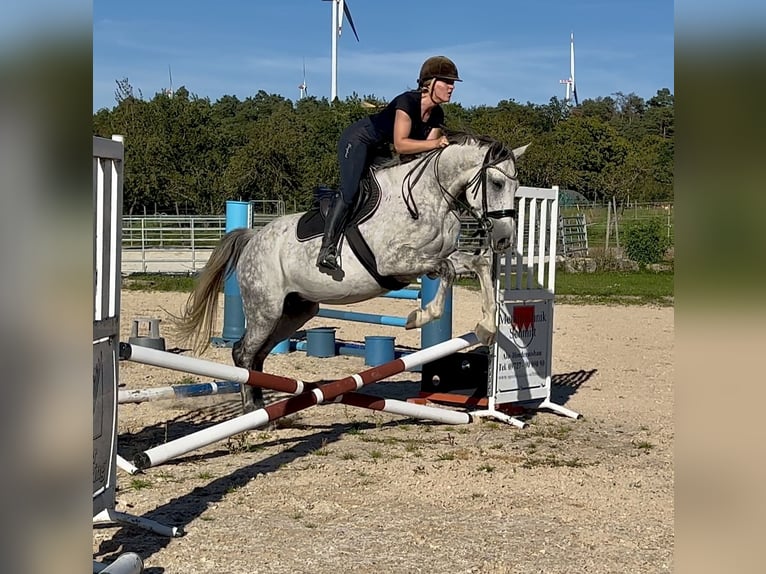 AES Merrie 6 Jaar 170 cm Appelschimmel in W&#xFC;rzburg
