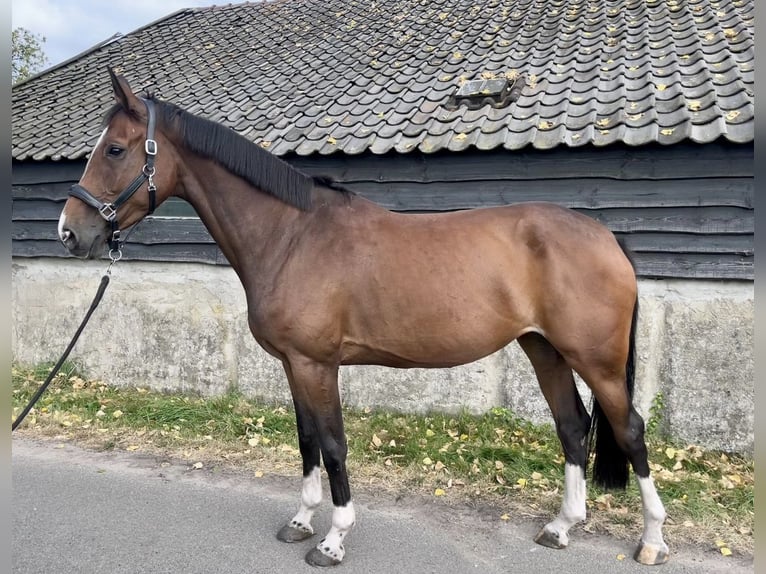 AES Merrie 6 Jaar 170 cm Bruin in Emst