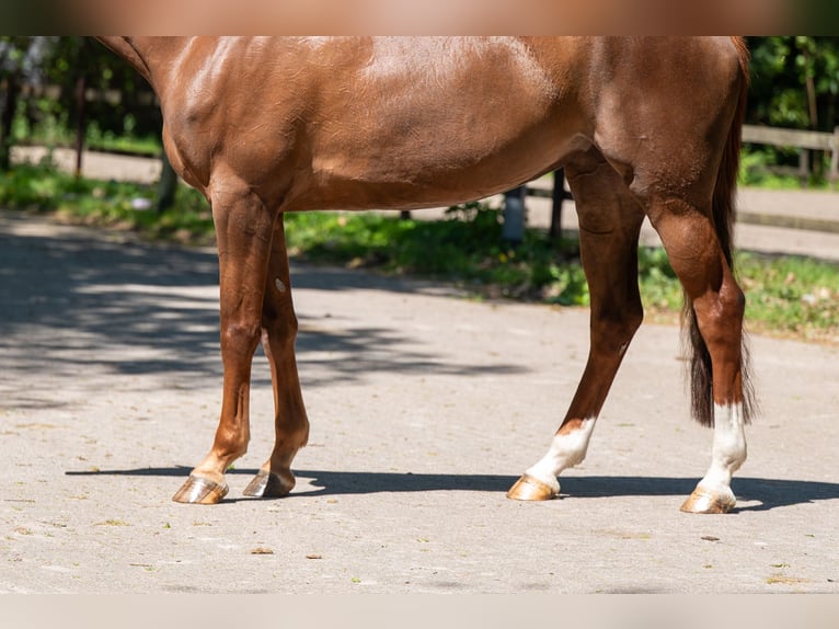 AES Merrie 6 Jaar 170 cm Vos in Grote-Brogel
