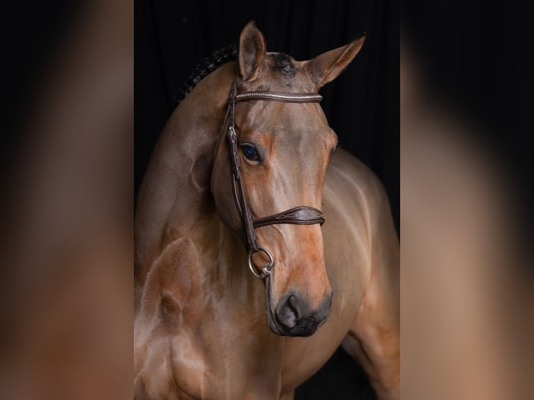 AES Merrie 6 Jaar 174 cm Bruin in Bladel