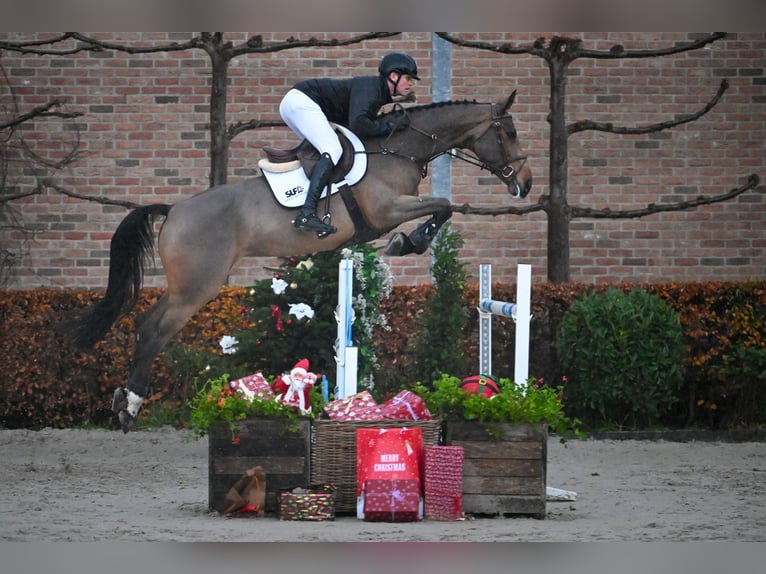 AES Merrie 6 Jaar 174 cm Bruin in Bladel